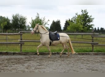 PRE Croisé, Jument, 4 Ans, 160 cm, Perlino