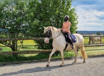 PRE Croisé, Jument, 4 Ans, 160 cm, Perlino