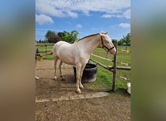 PRE Croisé, Jument, 4 Ans, 160 cm, Perlino