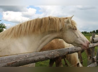 PRE Croisé, Jument, 4 Ans, 160 cm, Perlino