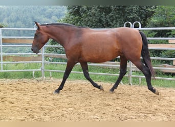 PRE Croisé, Jument, 4 Ans, 161 cm, Bai