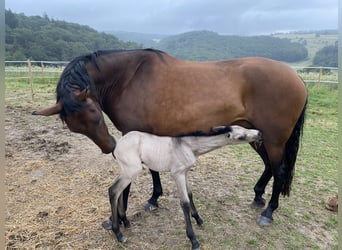 PRE Croisé, Jument, 4 Ans, 161 cm, Bai