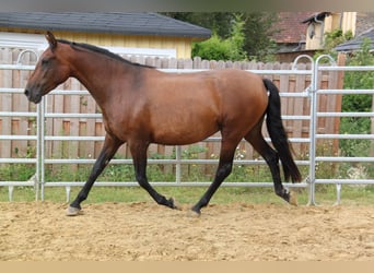 PRE Croisé, Jument, 4 Ans, 161 cm, Bai