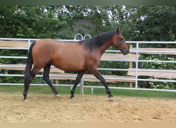 PRE Croisé, Jument, 4 Ans, 161 cm, Bai