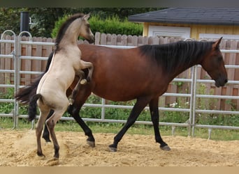 PRE Croisé, Jument, 4 Ans, 161 cm, Bai