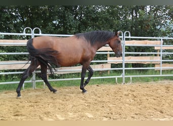 PRE Croisé, Jument, 4 Ans, 161 cm, Bai