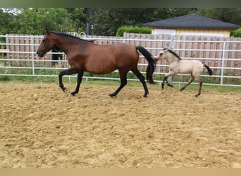 PRE Croisé, Jument, 4 Ans, 161 cm, Bai