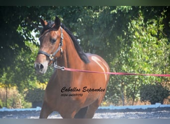 PRE Croisé, Jument, 4 Ans, 161 cm, Bai