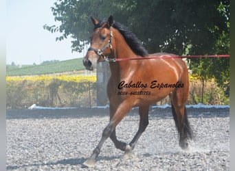 PRE Croisé, Jument, 4 Ans, 161 cm, Bai