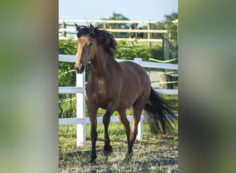 PRE, Jument, 4 Ans, 162 cm, Buckskin