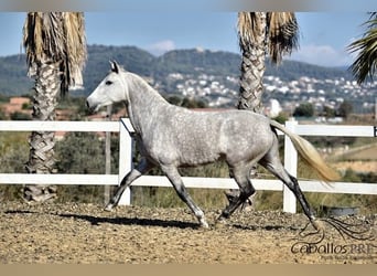 PRE Croisé, Jument, 4 Ans, 162 cm, Gris