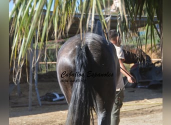 PRE, Jument, 4 Ans, 162 cm, Gris pommelé