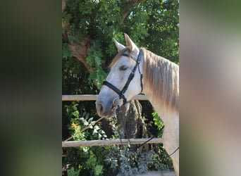 PRE, Jument, 4 Ans, 162 cm, Gris