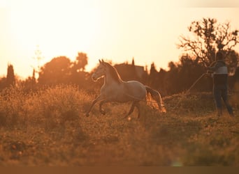 PRE, Jument, 4 Ans, 162 cm, Gris