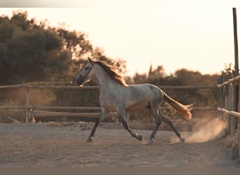 PRE, Jument, 4 Ans, 162 cm, Gris