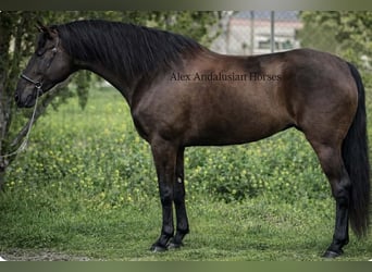 PRE Croisé, Jument, 4 Ans, 162 cm, Noir