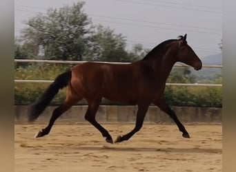 PRE Croisé, Jument, 4 Ans, 163 cm, Bai cerise