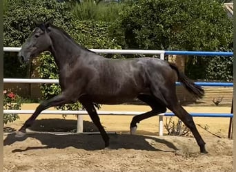 PRE Croisé, Jument, 4 Ans, 163 cm, Gris