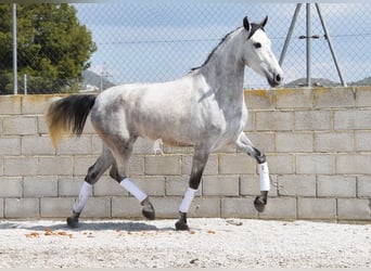 PRE, Jument, 4 Ans, 163 cm, Gris