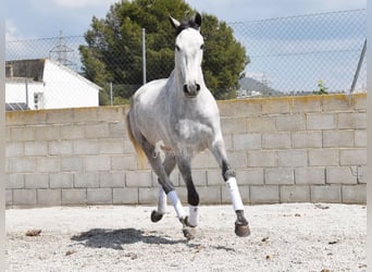 PRE, Jument, 4 Ans, 163 cm, Gris