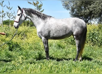 PRE, Jument, 4 Ans, 163 cm, Gris