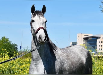 PRE, Jument, 4 Ans, 163 cm, Gris