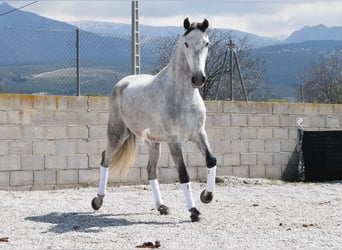 PRE, Jument, 4 Ans, 163 cm, Gris