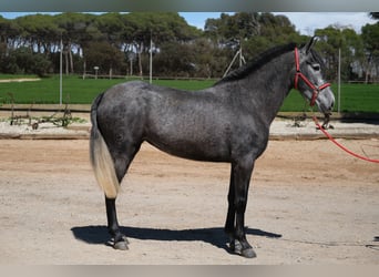 PRE Croisé, Jument, 4 Ans, 164 cm, Gris pommelé