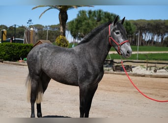 PRE Croisé, Jument, 4 Ans, 164 cm, Gris pommelé
