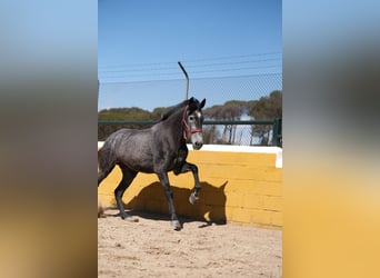 PRE Croisé, Jument, 4 Ans, 164 cm, Gris pommelé