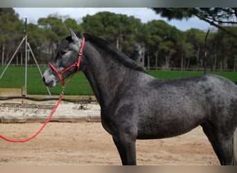 PRE Croisé, Jument, 4 Ans, 164 cm, Gris pommelé