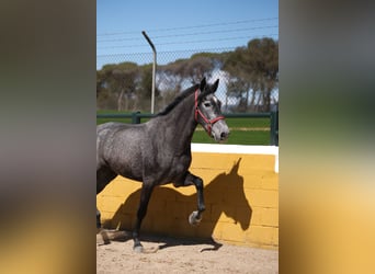 PRE Croisé, Jument, 4 Ans, 164 cm, Gris pommelé