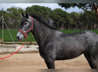 PRE Croisé, Jument, 4 Ans, 164 cm, Gris pommelé