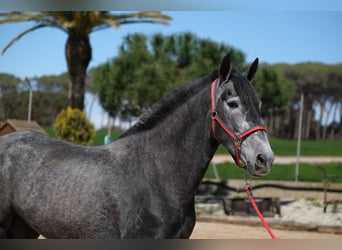 PRE Croisé, Jument, 4 Ans, 164 cm, Gris pommelé