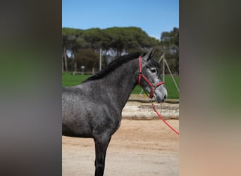 PRE Croisé, Jument, 4 Ans, 164 cm, Gris pommelé