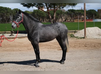 PRE Croisé, Jument, 4 Ans, 164 cm, Gris pommelé