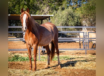 PRE Croisé, Jument, 4 Ans, 164 cm, Rabicano