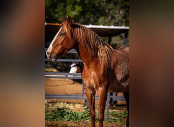 PRE Croisé, Jument, 4 Ans, 164 cm, Rabicano