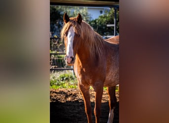 PRE Croisé, Jument, 4 Ans, 164 cm, Rabicano