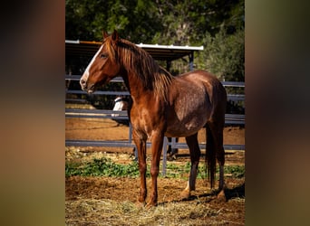 PRE Croisé, Jument, 4 Ans, 164 cm, Rabicano