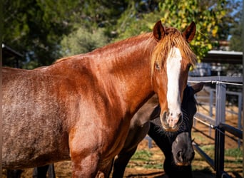 PRE Croisé, Jument, 4 Ans, 164 cm, Rabicano