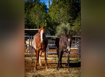 PRE Croisé, Jument, 4 Ans, 164 cm, Rabicano