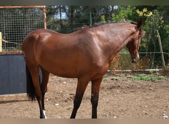 PRE Croisé, Jument, 4 Ans, 165 cm, Bai cerise