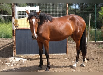 PRE Croisé, Jument, 4 Ans, 165 cm, Bai cerise