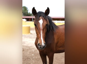 PRE Croisé, Jument, 4 Ans, 165 cm, Bai cerise