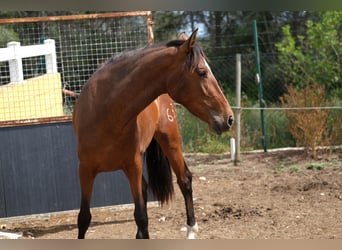 PRE Croisé, Jument, 4 Ans, 165 cm, Bai cerise