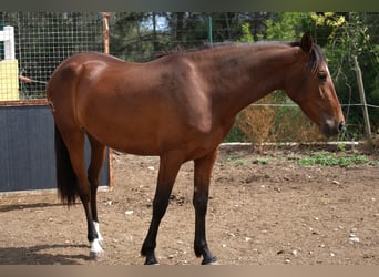 PRE Croisé, Jument, 4 Ans, 165 cm, Bai cerise