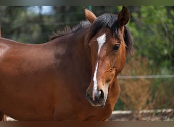 PRE Croisé, Jument, 4 Ans, 165 cm, Bai cerise