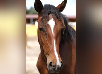 PRE Croisé, Jument, 4 Ans, 165 cm, Bai cerise