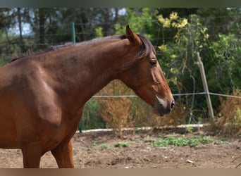 PRE Croisé, Jument, 4 Ans, 165 cm, Bai cerise